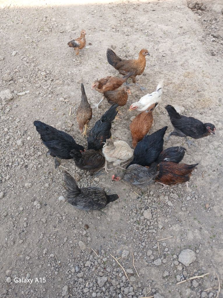 3 Oylik jujalar sotiladi kuzda tuxumga kiradi