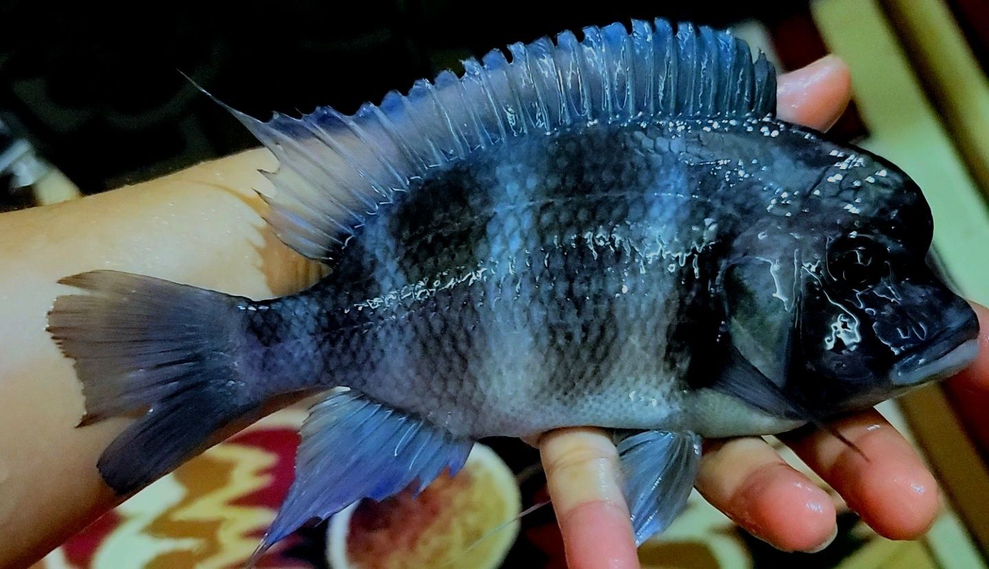 Продам Cyphotilapia Gibberosa blue Mpimbwe