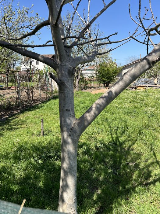 Teren constructie  casa Mangalia