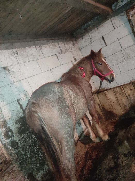 Vând mânz de 1an și 4 luni