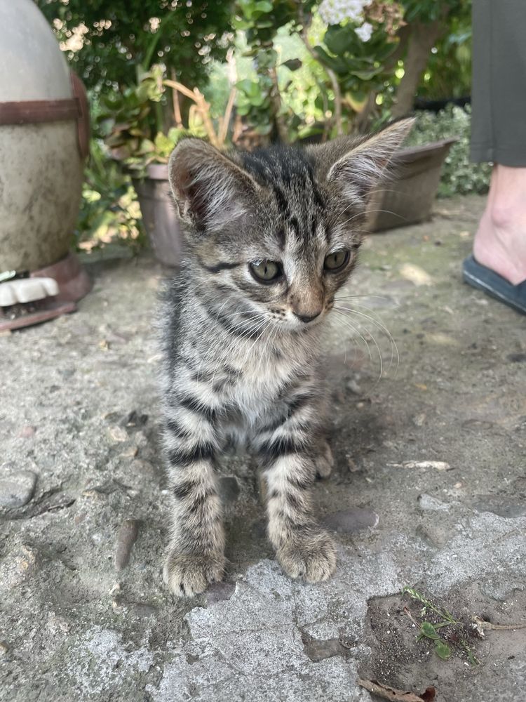 Малки котенца си търсят дом