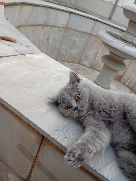 Продается родословная кошка , девочка