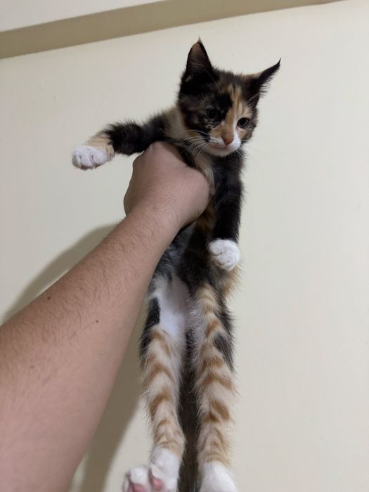 Mushuk bollari hadyaga beriladi toshkenda oqip tel qlila