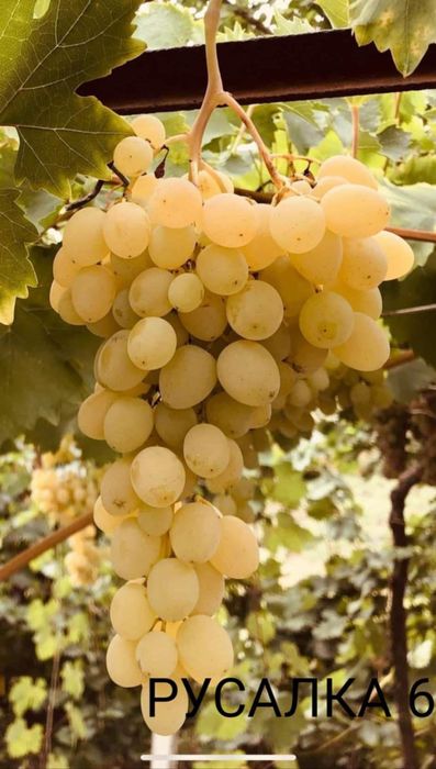 Безсеменни сортове лози на присадка SO4