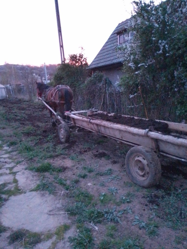 Vând noaten de 1 an și 11luni