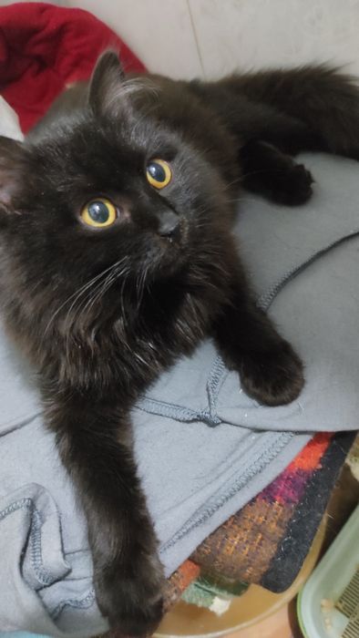 Отдаем кошечку,в добрые руки.