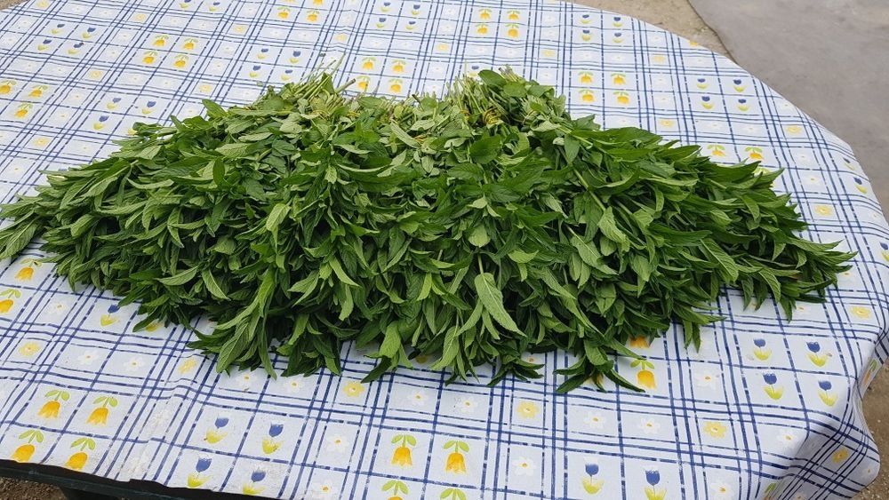 Vand stoloni capsuni si menta