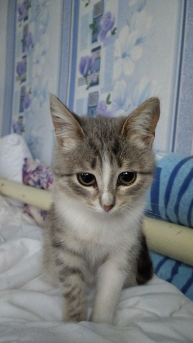 Котёнок найдёныш