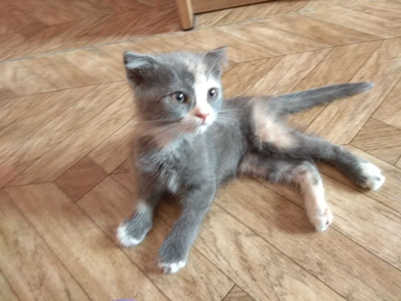 Котятам нужен дом