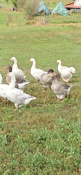 Gaste de  carne de un an.De  vânzare