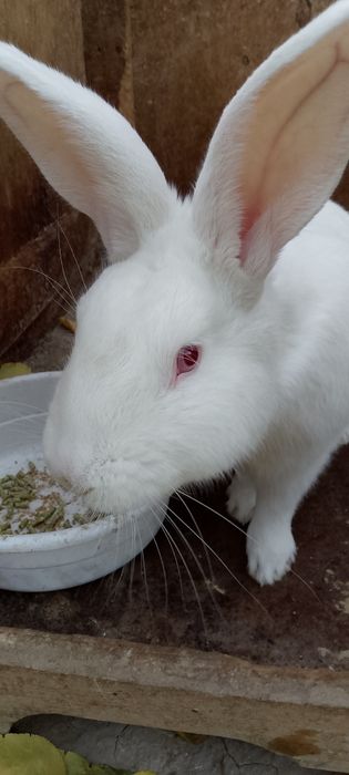 Продаётся кролик