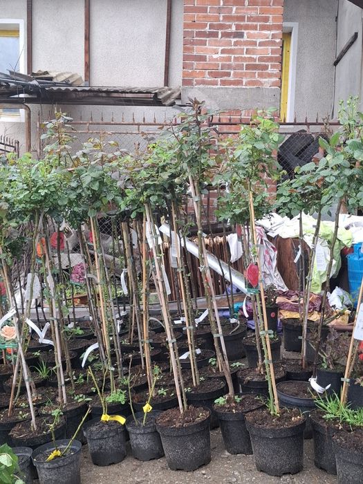 Aluni.Nuci.Migdal.Paulownia.Ciresi.Prun.Laur>RO.UE.Agris.Aronia.Visin.