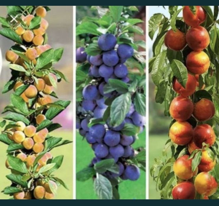 Pomi columnari , trimitem in toata tara