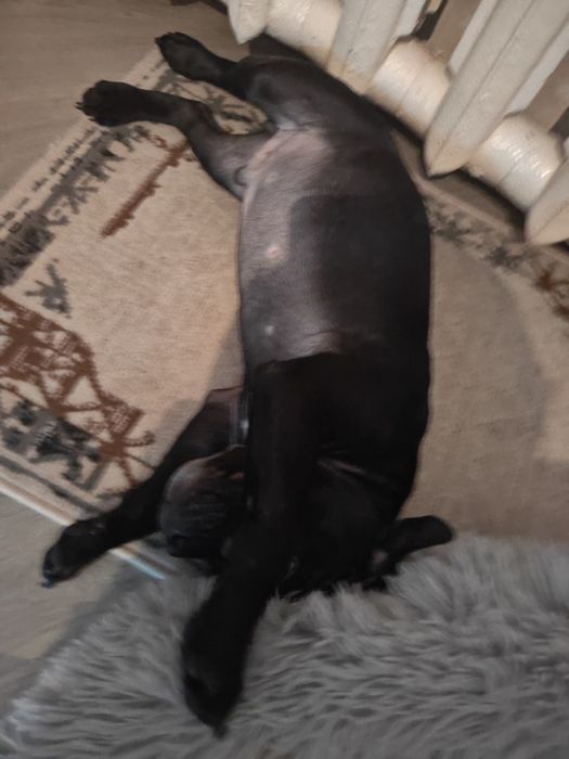 Отдам американского булли