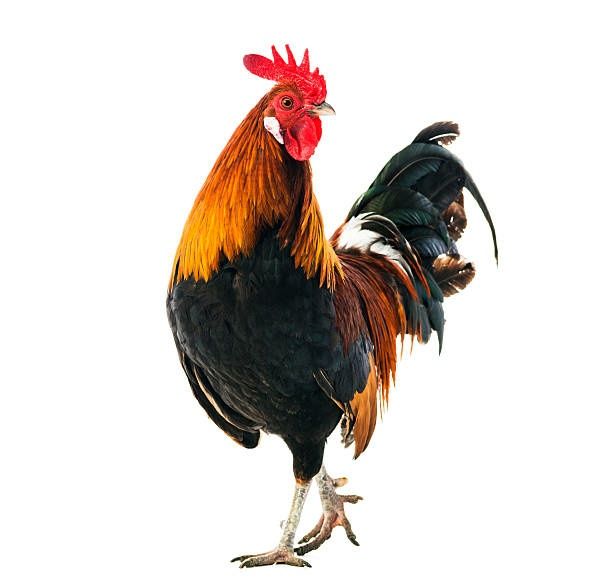 Xoroz sotiladi zotor