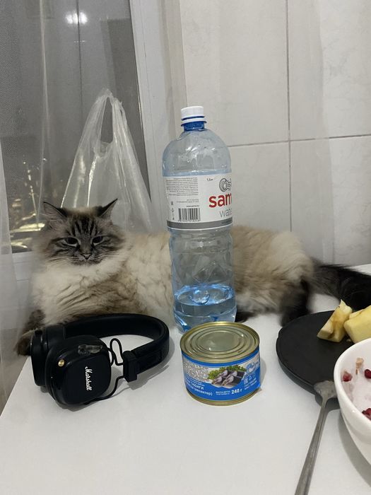 Ищу дом для кошки