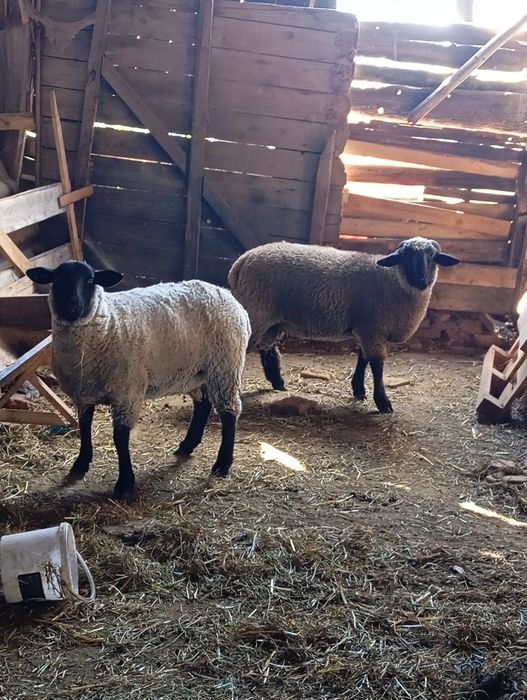 Mieluta metis sulfoc și berbecuț metis cap negru