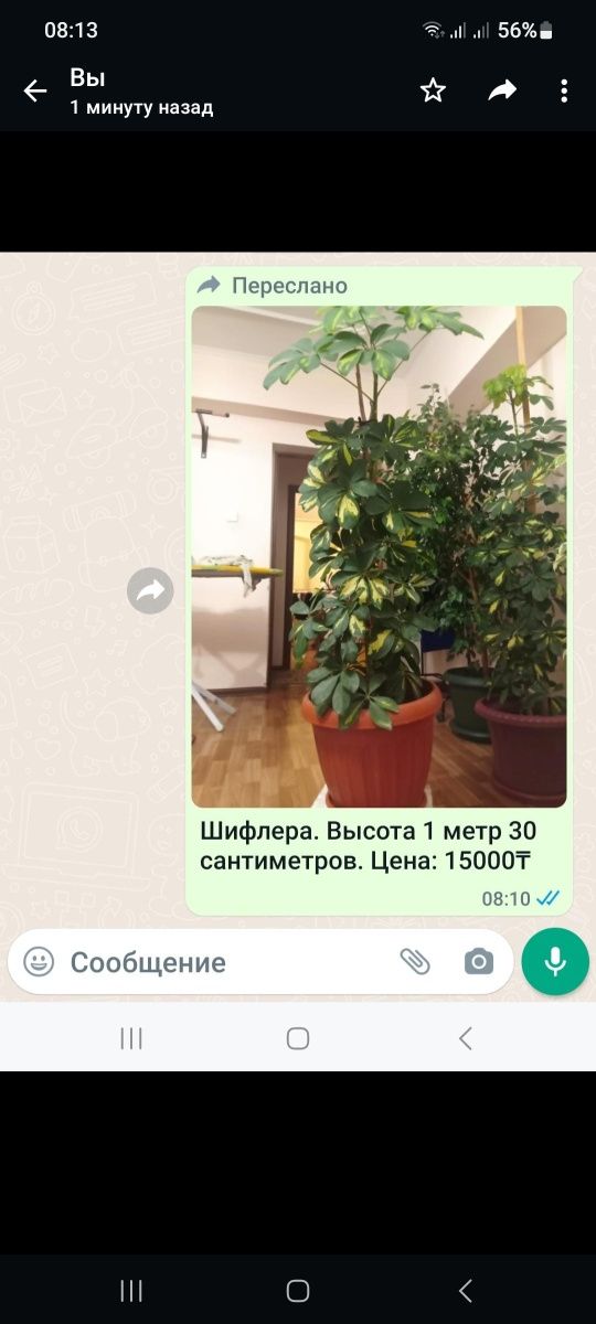 Продаётся  домашний цветы.