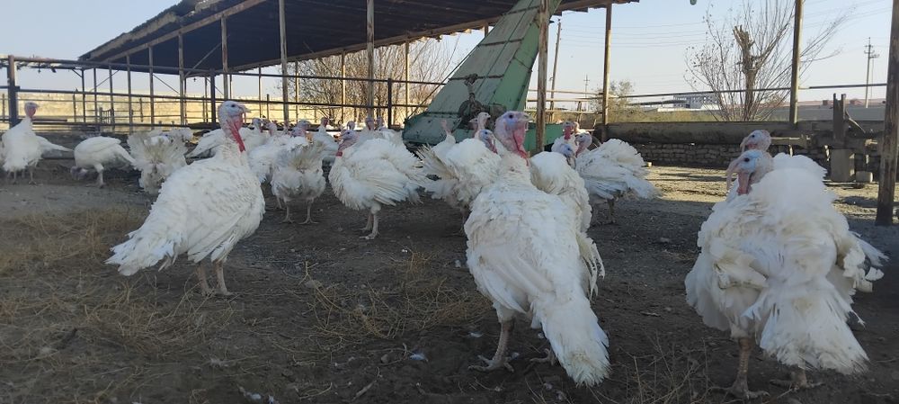 Курка ( индюк ) биг