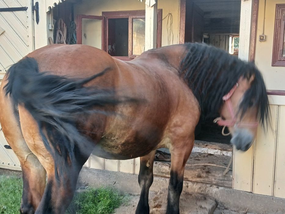 Iapa de 8 pe 9 ani
