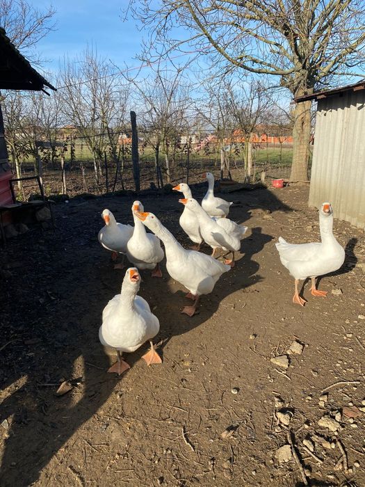 Gâște de vânzare 8 bucati