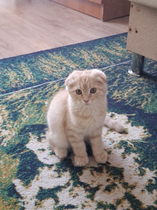 Отдам кошку в хорошие руки