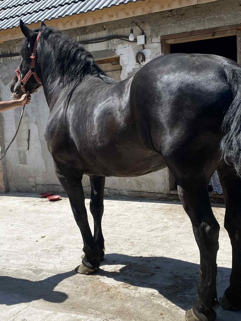 Vând mânză de 3 ani