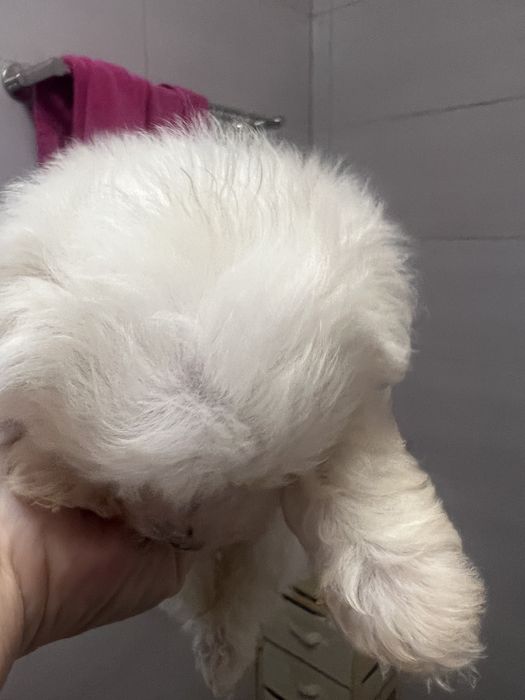 Vand bishon 3 saptamani