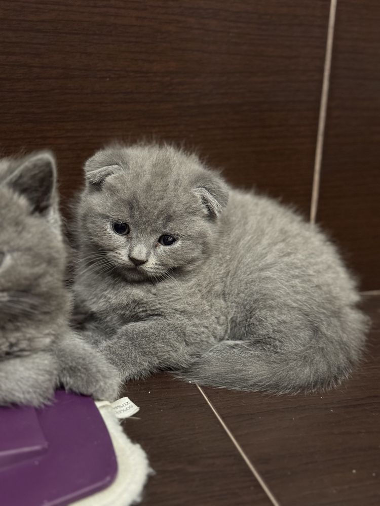 Британски (шотландски) късокосмести котенца