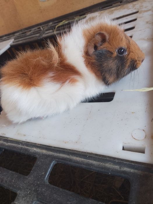 Vând porcușor de guineea femela