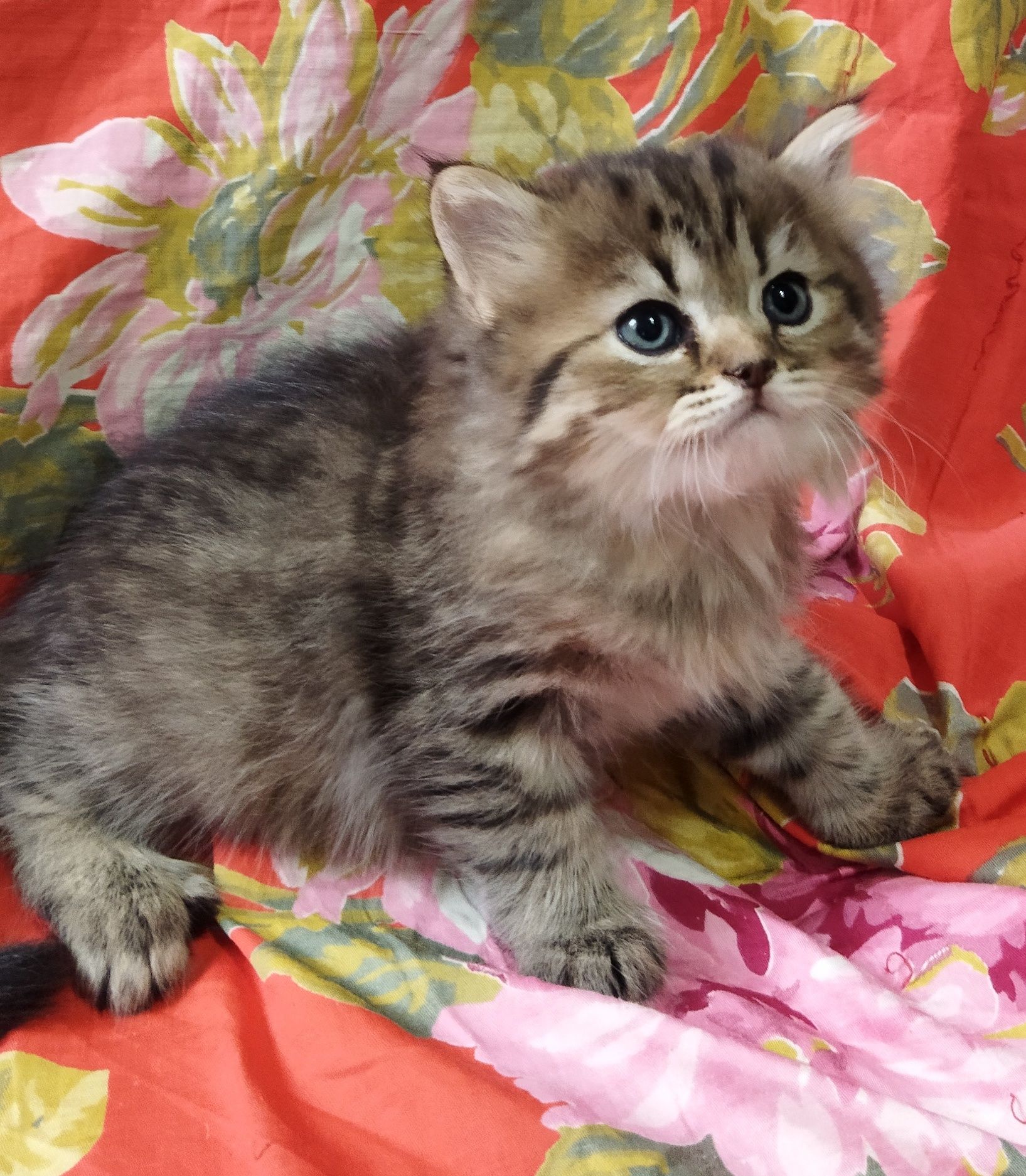 Шотландские котята.