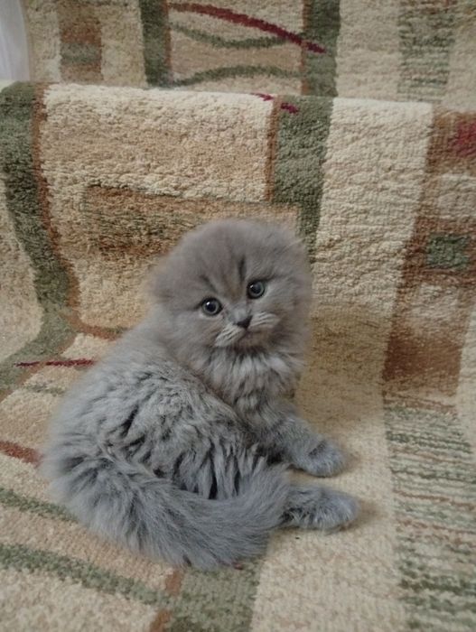 Котята породистые