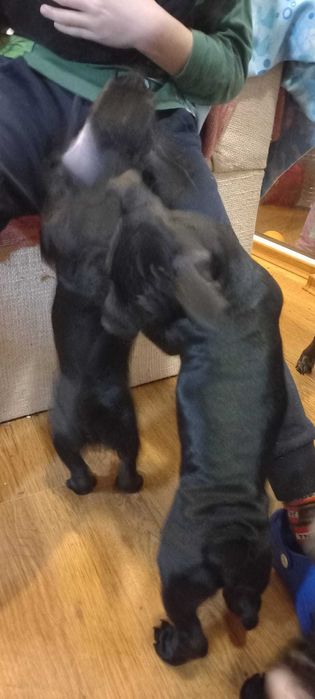 Подарък малки кученца