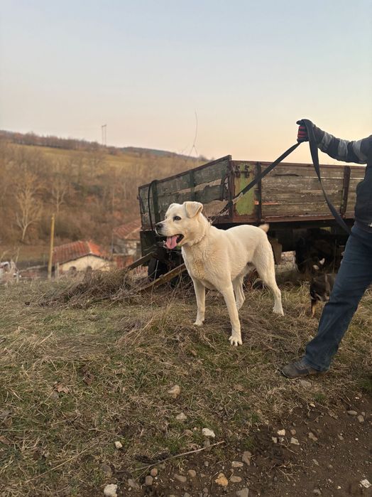 Продава се Турски Акбаш