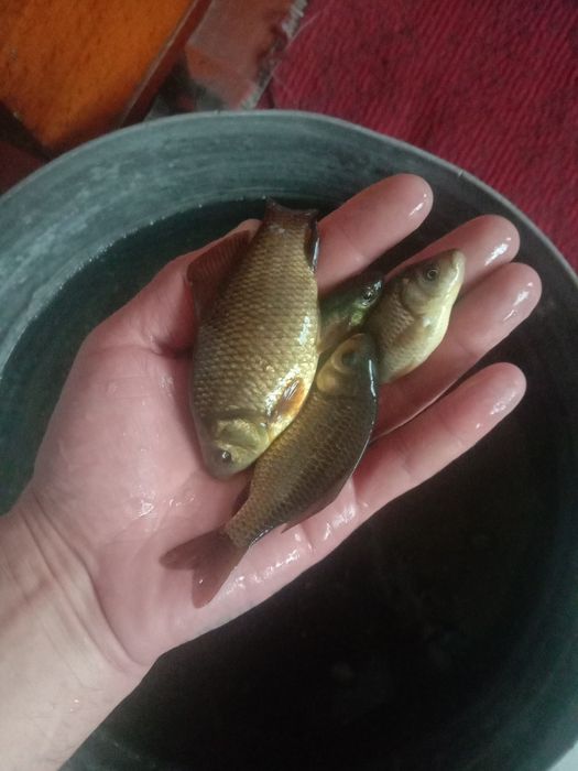 Живец карась, гольян, разного размера тенге  разного размера