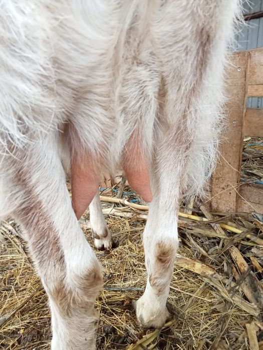 Capră aglonubia de lapte