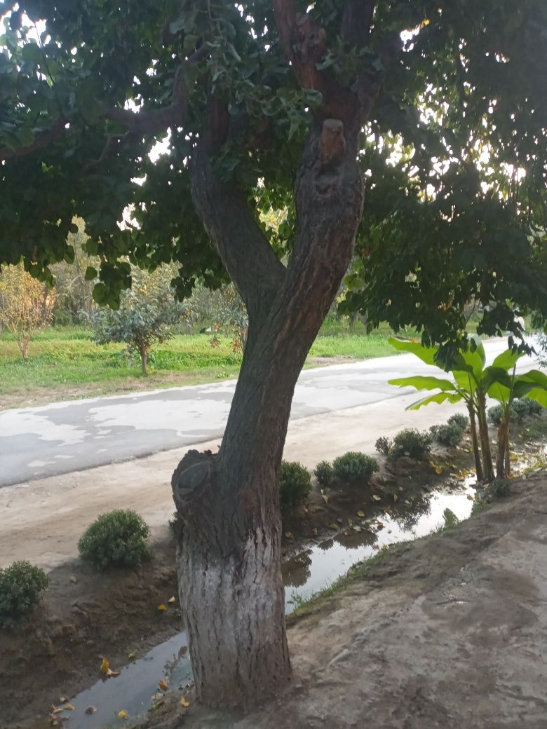 Orik otin 27 tup sotiladi