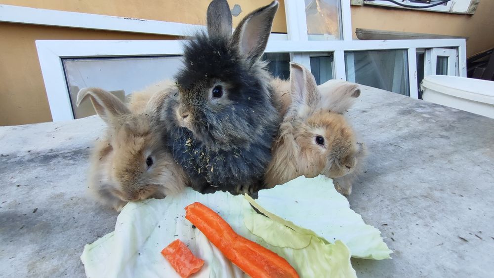 Iepuri Angora, Cap de Leu & Belgian