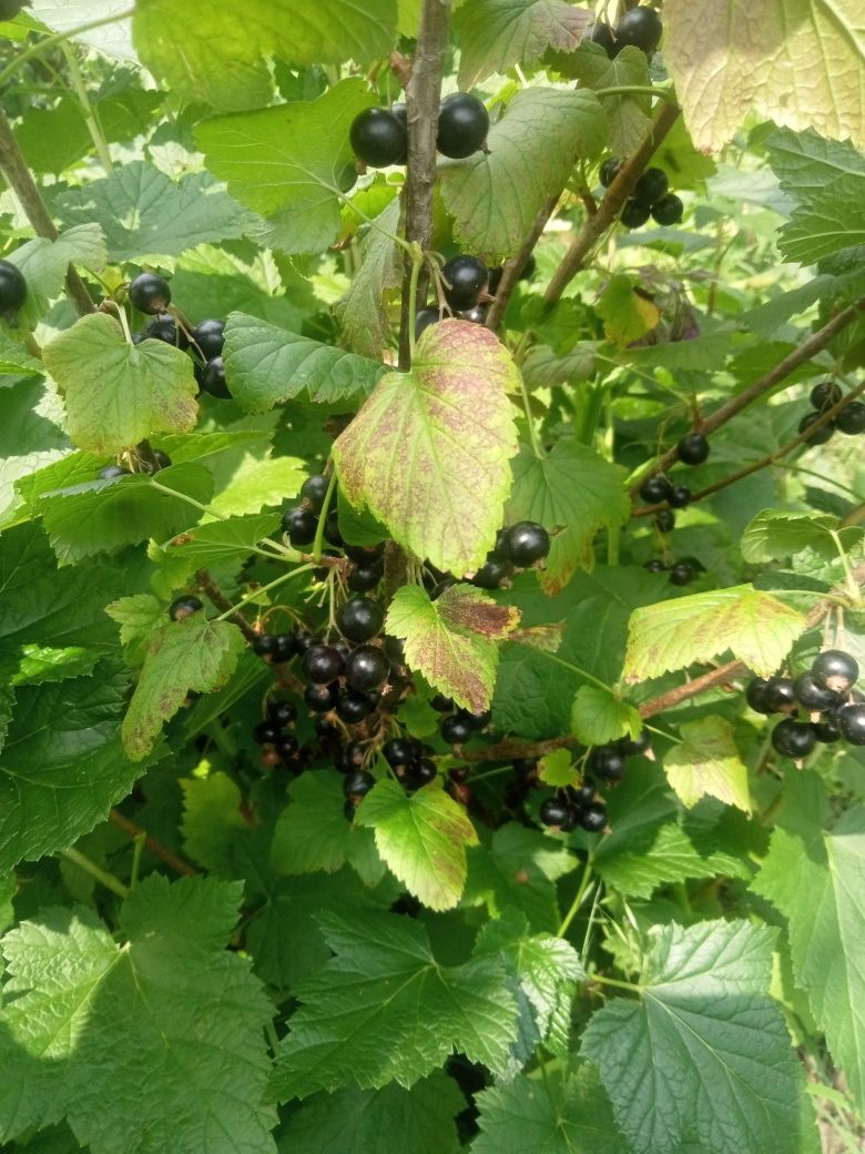Coacăze negre de grădină bio!