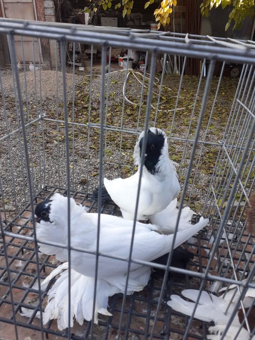 Porumbei de vânzare