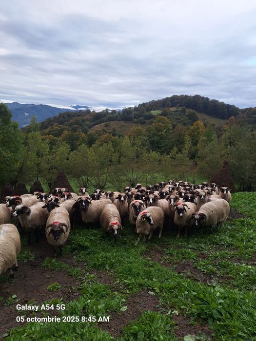 Vând oi 60 de bucăți