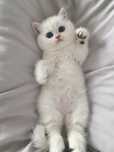 British Shorthair cu pedigree