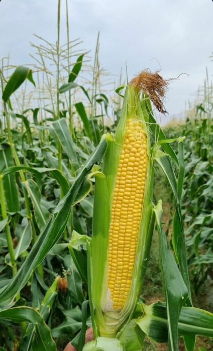 Свежая кукуруза урожай 2025