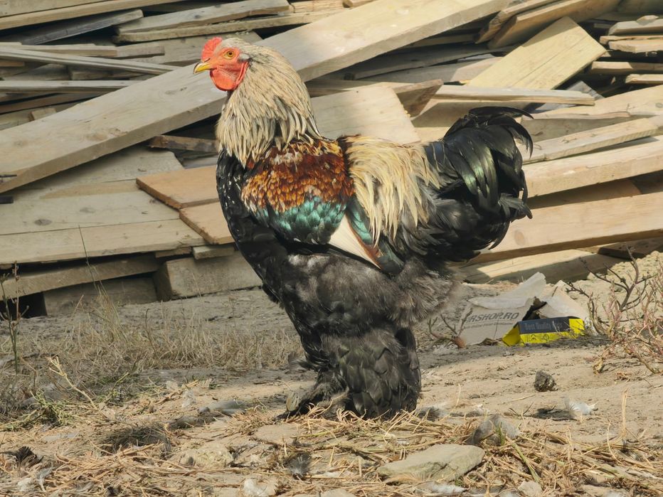 Cocosi brahma diferite culori!