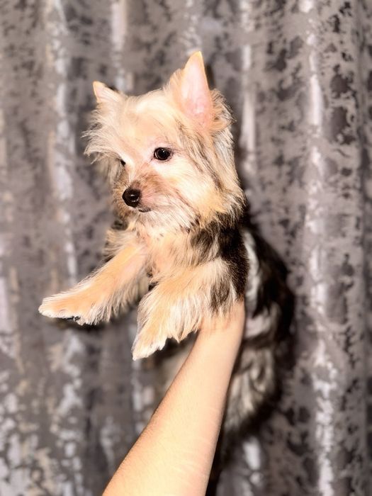 Щенок Йорширского терьера