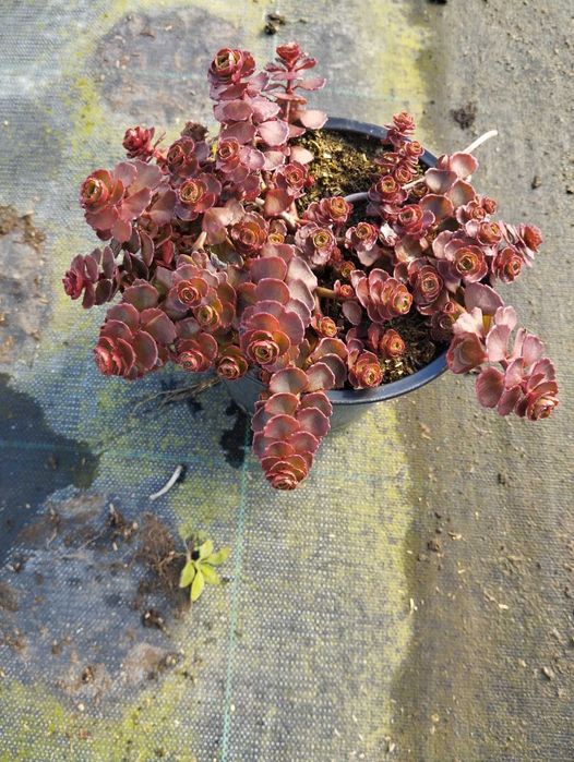 Зелени приятели за дома – сукуленти само по 6 лв! Зарадвайте себе си