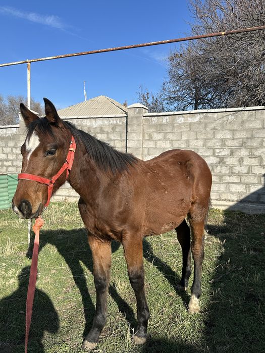 Продам хорошего жеребенка .