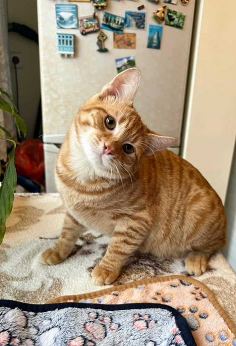 Момченце на 6 месеца търси дом