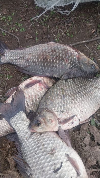 Продаю рыбу по кг