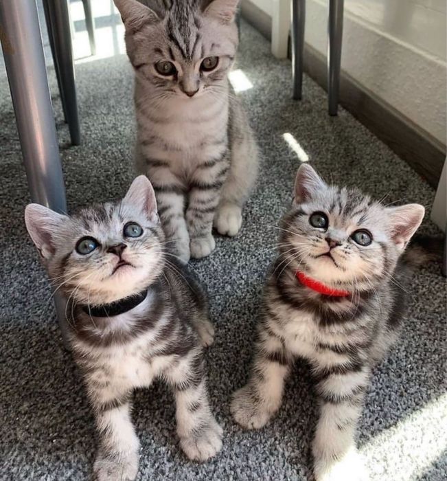 Красивейшие Котята